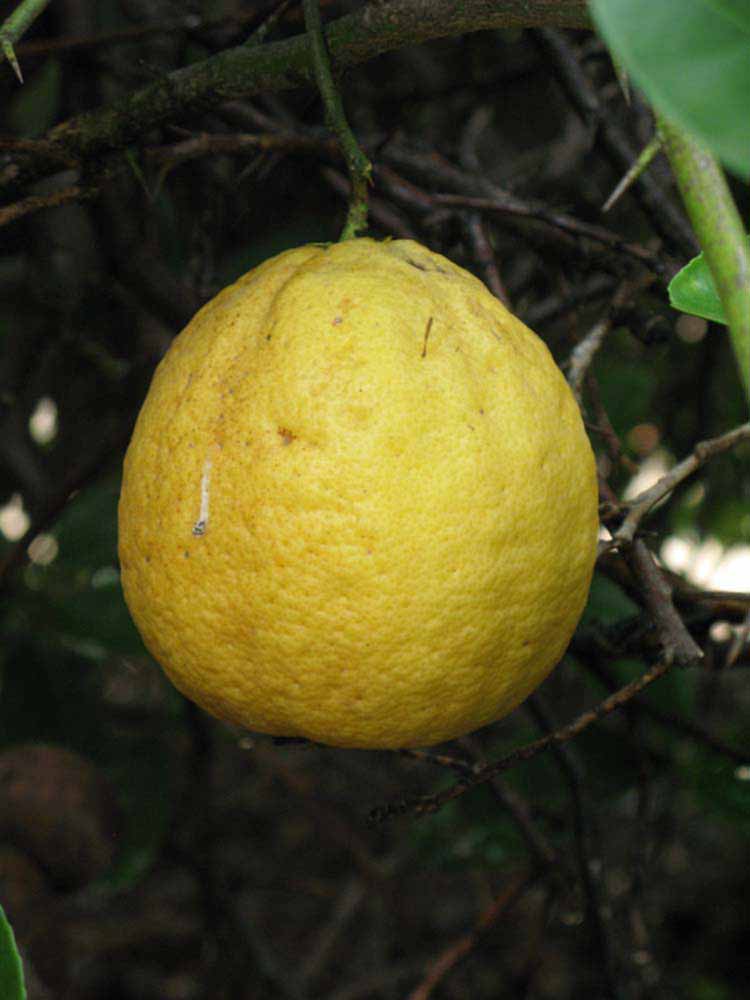            Fruit (Riverside, CA)   